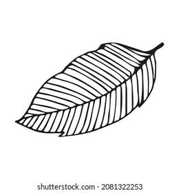 Leaf-Doodle-Illustration von Hand, Vektorschwarz Blätter Farbe Herbstblatt Feder November kalte Pflanzen