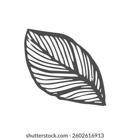 Leaf doodle simple sketch. Botanic line sketch
