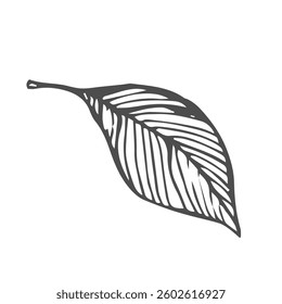 Leaf doodle simple sketch. Botanic line sketch
