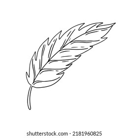 Leaf in doodle style vector illustration. Natural plant element isolated on white background.