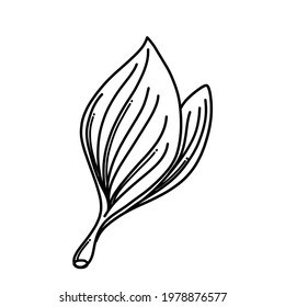 Leaf Doodle vector icon. Drawing sketch illustration hand drawn cartoon line.