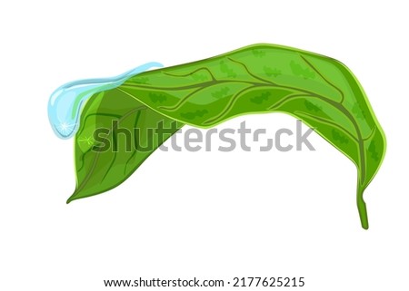 Leaf with drop isolated on white background. Morning dew on green leaf. Leaves and water droplet. Raindrop with light reflection on surface plant.Waterdrop over fresh foliage.Stock vector illustration