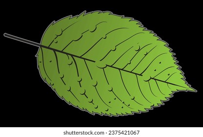 leaf with drops of water on a black background