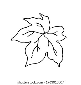 Leaf for elegant design, rustic design, botanical design. Vector on a white background.