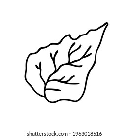 Leaf for elegant design, rustic design, botanical design, logo. Vector on a white background.