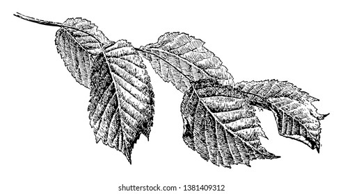 Leaf of a Elms Tree. These are deciduous and semi-deciduous trees comprising the flowering plant genus, vintage line drawing or engraving illustration.