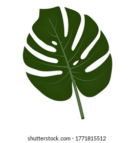 hoja de una planta de monstera exótica, aislada, sobre fondo blanco, ilustración de vector de color, diseño, decoración