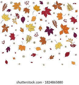Caída de hojas. Las hojas de otoño se dibujan sobre un fondo blanco. Borde de los bocetos dibujados con estilo. Para textiles, papel pintado, envoltura de regalo y libro de recortes. Ilustración vectorial.