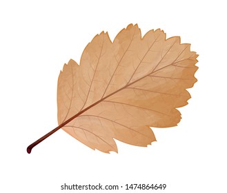 Leaf in the fall,
Falling leaf in autumn,
Swedish whitebeam,
Vector illustration isolated on white background
