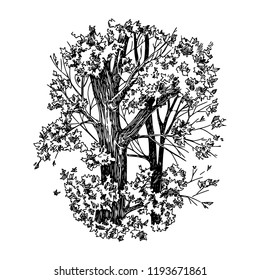 Leaf fall in the forest. Trees in autumn. Sketch. Engraving style. Vector illustration.