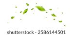 Leaf falling frame. Green flying leaves banner. Wave foliage ornament. Beauty design. Vegan, eco, organic product. Cosmetic pattern border. Fresh tea background. Vector illustration.