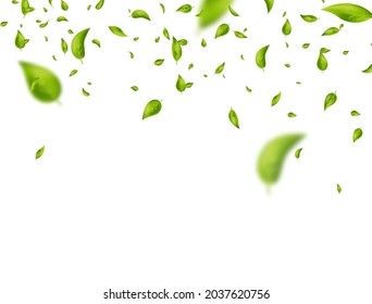 Leaf falling frame. Green flying leaves on white banner. Vegan, eco, bio design element. Organic cosmetic border. Foliage ornament. Fresh tea background. Beauty product. Vector illustration.