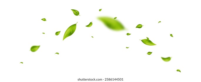 Leaf falling frame. Green flying leaves banner. Wave foliage ornament. Beauty design. Vegan, eco, organic product. Cosmetic pattern border. Fresh tea background. Vector illustration.