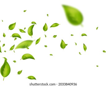 Leaf falling. Green leaves flying on white long banner. Wave foliage ornament. Cosmetic pattern border. Beauty product. Ecology, eco, organic design element. Fresh tea background. Vector illustration.