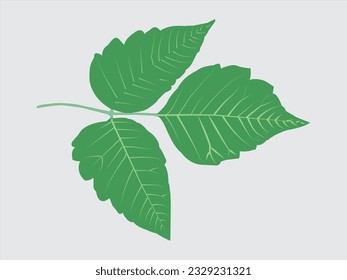 
La hoja es el apéndice lateral aplanado, generalmente verde, de un tallo vegetal. Es uno de los principales órganos involucrados en la fotosíntesis, que es el proceso por el cual las plantas convierten la luz solar en chem