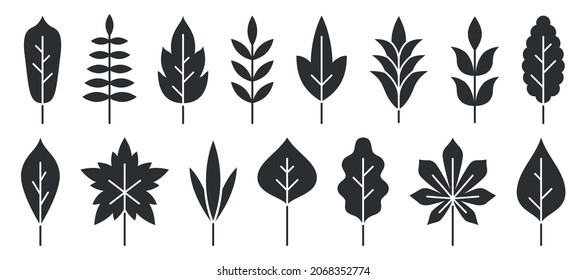 Leaf floral branch black flat set. Plant tree bush. Holiday invitation postcard decorative element. Vintage graphic icon organic wild natural pattern. Eco print wedding design isolated on white