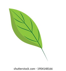 leaf foliage natural flora cartoon icon isolated style vector illustration design