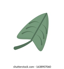 leaf foliage natural floral botanical on white background