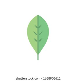 leaf foliage natural floral botanical on white background