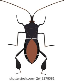 leaf footed bug is as the western conifer seed bug. These bugs are a common garden insect which may damage a wide variety of crops including cotton, peaches and tomatoes, and sorghum.