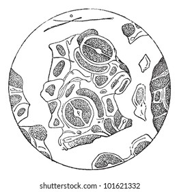 371 Stomata Under Microscope Images, Stock Photos & Vectors | Shutterstock