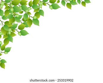 Leaf fresh green background