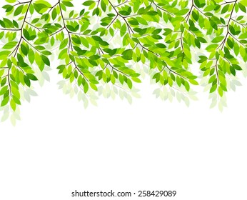 Leaf fresh green background 