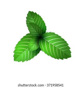 leaf of fresh mint. bunch of mint vector object.