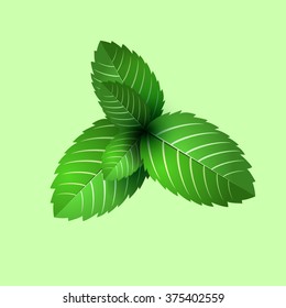 leaf of fresh mint on green background