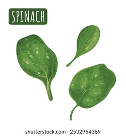 Hoja de espinacas frescas. Establece hojas verdes de ensalada de vitaminas. Fuente rica de vitamina K, vitamina A, hierro y silicio. Vector aislado ilustración.