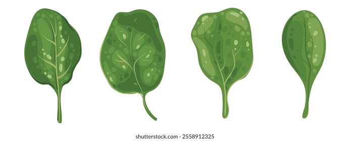 Leaf of fresh spinach. Set green leaves of vitamin salad. Rich source of vitamin K, vitamin A, iron and silicon. Vector isolated illustration.