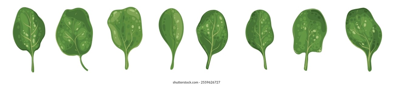 Leaf of fresh spinach. Set green leaves of vitamin salad. Rich source of vitamin K, vitamin A, iron and silicon. Vector isolated illustration.