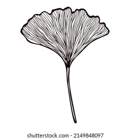 Leaf Ginkgo Biloba engraved in isolated white background. Vintage branch Gingko botanical foliage in hand drawn style. Vector sketch design for poster, print, book illustration, tattoo.