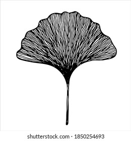 Leaf of Ginkgo biloba tree, isolated hand drawn black and white vector illustration on white background