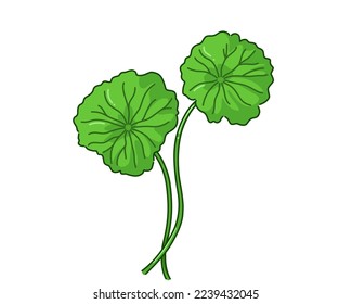 Leaf of Gotu kola, Asiatic pennywort, Indian pennywort on white background, herb and medical concept, Vector illustration