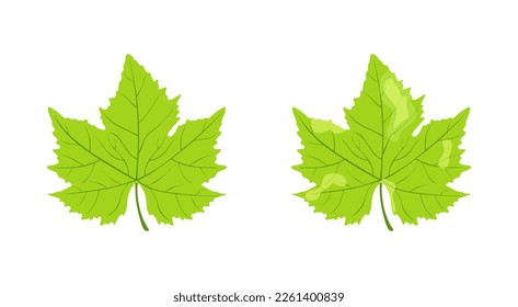 Leaf of grapes, Fungal diseases. Health and unhealthy grape leaves isolated on white background. Green leaf are damaged by fungi pathogen. Plant blight symptom. Plant disease, spots on the leaves