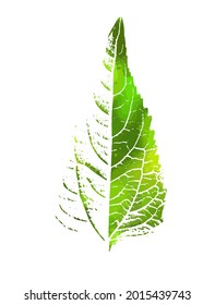 The leaf is green beautiful. Vector illustration