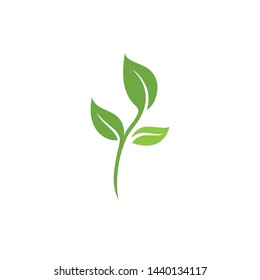 Leaf green Logo vector Template