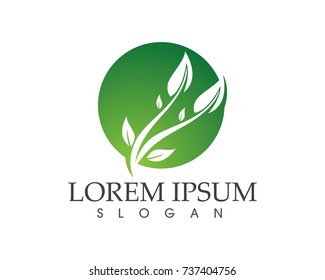 leaf green nature logo and symbol template Vector 