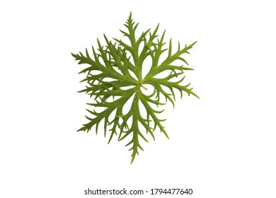 Leaf green. nature and plant design element. leaf of trees collection. isolated vector images