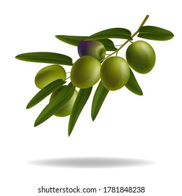 Hoja de aceitunas verdes. Rama de olivo realista. Diseñar elementos para el embalaje. Ilustración vectorial.