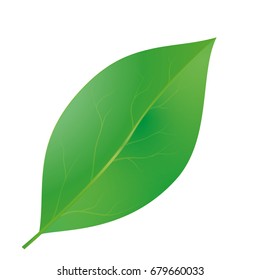 Leaf Green Realistic Mint Stock Vector (Royalty Free) 679660033 ...