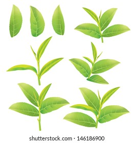 Leaf Of Green Tea Isolated White. Vector Illustration