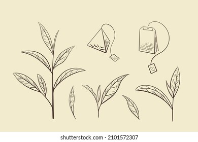 Leaf green tea set, vector illustration. Isolated elements leaves tea tree on beige background. Hand drawn sketch in vintage style for print and design. Organic nature herb outline, eco healthy food