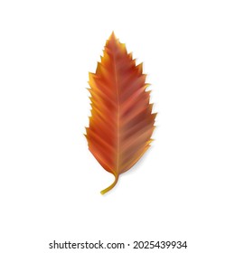 Leaf of hackberry (Celtis australis). Reddish autumn leaf isolated on white. Autumn season. Colorful symbol of autumn leaf fall. Natural plant object. Vector mesh object. Realistic vector illustration