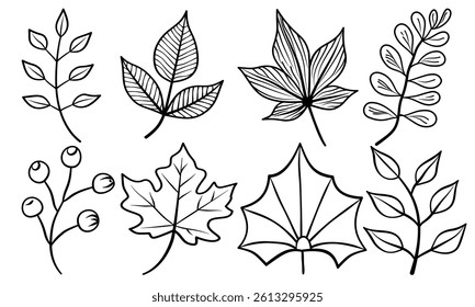 Leaf hand drawn autumn botanical different outline collection.Set vector leaves line art style object black on white background.Element sketches illustration tropical foliage branches.decoration,card.