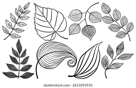 Leaf hand drawn autumn botanical different outline collection.Set vector leaves line art style object black on white background.Element sketches illustration tropical foliage branches.decoration,card.