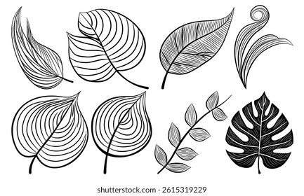 Leaf hand drawn autumn botanical different outline collection.Set vector leaves line art style object black on white background.Element sketches illustration tropical foliage branches.decoration,card.