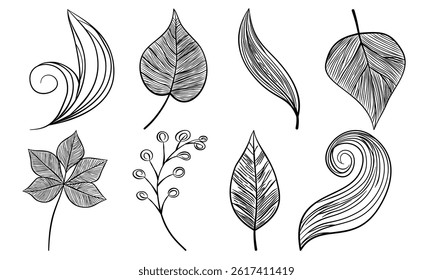 Leaf hand drawn autumn botanical different outline collection.Set vector leaves line art style object black on white background.Element sketches illustration tropical foliage branches.decoration,card.