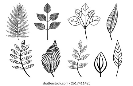 Leaf hand drawn autumn botanical different outline collection.Set vector leaves line art style object black on white background.Element sketches illustration tropical foliage branches.decoration,card.
